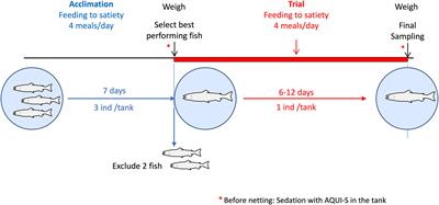 Statistical modelling of voluntary feed intake in individual Atlantic salmon (Salmo salar L.)